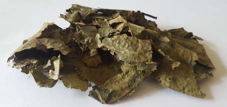 Chaliponga Leaves