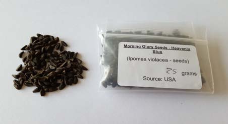 Morning Glory Seeds
