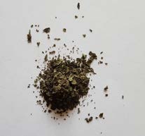 Salvia Divinorum reference photo