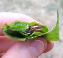 Betel Nut reference photo