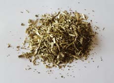 Catnip reference photo