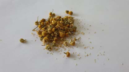 Chamomile