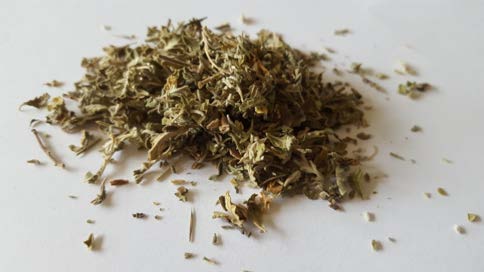 Damiana