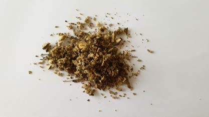 Mullein