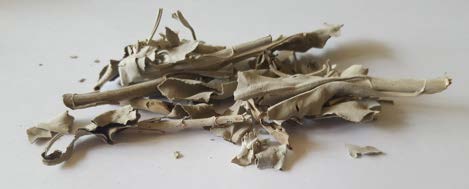 White Sage