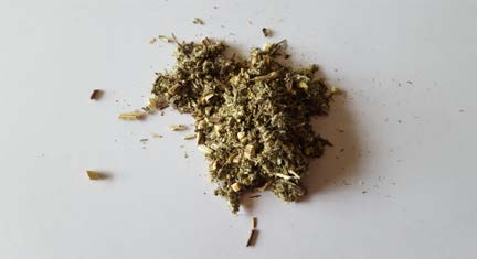 Mugwort