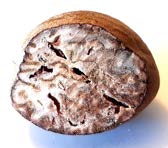 Nutmeg reference photo