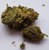 Cannabis