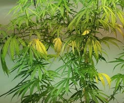 Cannabis reference photo